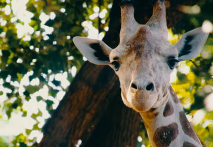 Giraffa bianca protetta con il gps